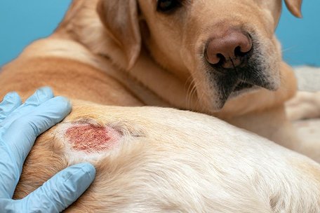 Dog Skin Diseases