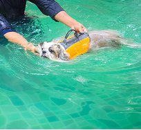 Dog Image